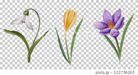 crocus and snowdrop flowers, watercolor illustration, isolated on white. Hand drawn botanical frame with space for text. Template for cards, logos, prints, wedding design crocus and snowdrop flowers, watercolor illustration, isolated on white. Hand drawn botanical frame with space for text. Template for cards, logos, prints, wedding design 122736263