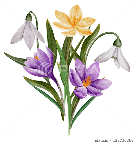 crocus and snowdrop flowers, watercolor bouquet, isolated on white. Hand drawn botanical illustration. Elements for cards, logos, prints, wedding design 122736265