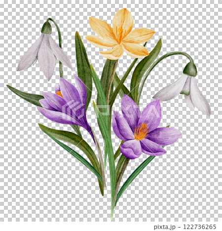 crocus and snowdrop flowers, watercolor bouquet, isolated on white. Hand drawn botanical illustration. Elements for cards, logos, prints, wedding design 122736265