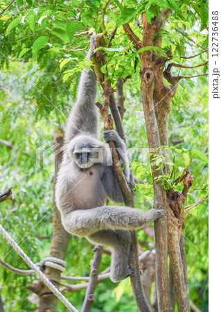 a silvery gibbon on a lush green tree in very shady, sunny weather, occasionally hanging from the branches. a silvery gibbon on a lush green tree in very shady, sunny weather, occasionally hanging from the branches. 122736488
