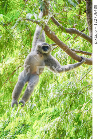 a silvery gibbon on a lush green tree in very shady, sunny weather, occasionally hanging from the branches. a silvery gibbon on a lush green tree in very shady, sunny weather, occasionally hanging from the branches. 122736489