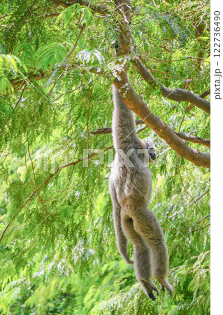 a silvery gibbon on a lush green tree in very shady, sunny weather, occasionally hanging from the branches. a silvery gibbon on a lush green tree in very shady, sunny weather, occasionally hanging from the branches. 122736490