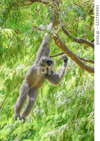a silvery gibbon on a lush green tree in very shady, sunny weather, occasionally hanging from the branches. a silvery gibbon on a lush green tree in very shady, sunny weather, occasionally hanging from the branches. 122736491