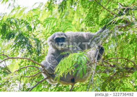 a silvery gibbon on a lush green tree in very shady, sunny weather, occasionally hanging from the branches. a silvery gibbon on a lush green tree in very shady, sunny weather, occasionally hanging from the branches. 122736492