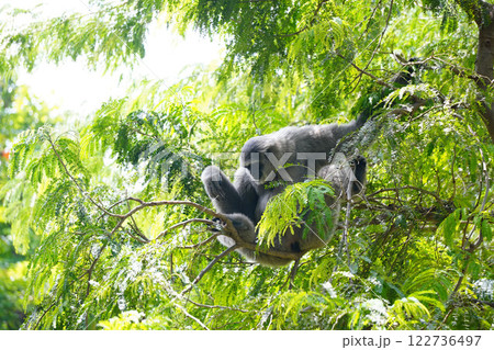 a silvery gibbon on a lush green tree in very shady, sunny weather, occasionally hanging from the branches. 122736497