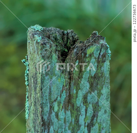 old fence post with lichen old fence post with lichen 122736673