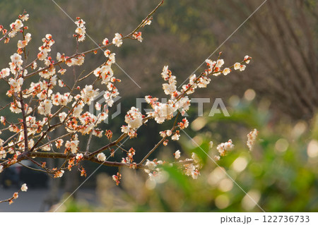 梅の花 122736733
