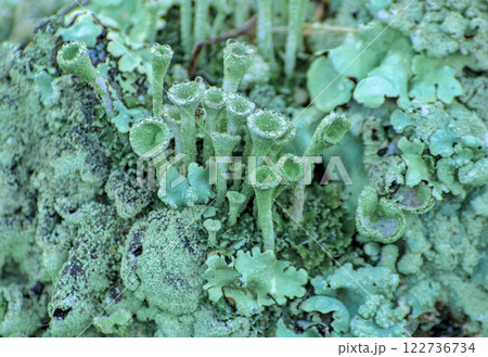 lichens with colorful raindrops lichens with colorful raindrops 122736734
