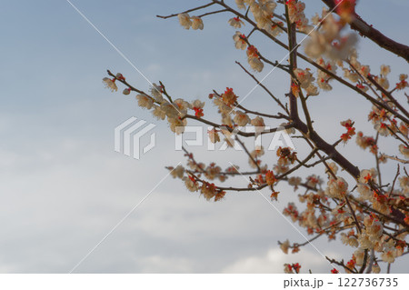 梅の花 122736735