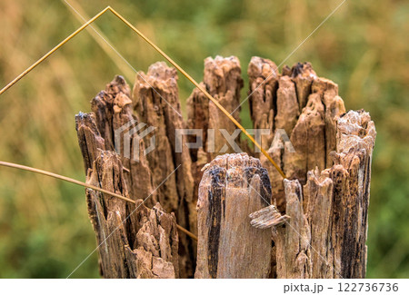 top of a post eroded by the weather 122736736