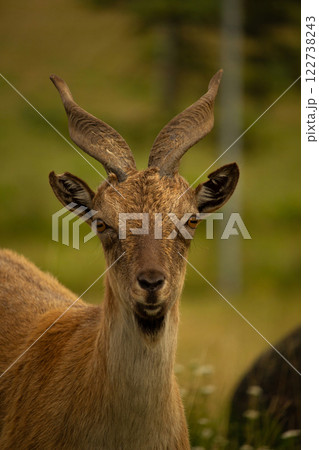 Turkmenian Markhor unique species. Sunset golden hour Turkmenian Markhor unique species. Sunset golden hour 122738243