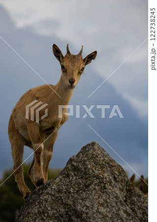 Young Carpa falconeri heptner plays on rock. Turkmenian Markhor 122738245