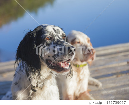 Dogs of the hunting breed English setter posing on clear autumn morning. 122739067