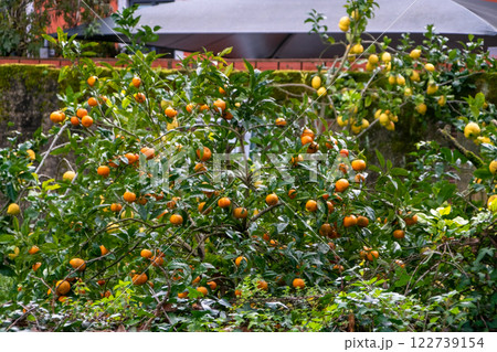 Tangerine and lemon trees with ripe citrus fruits in the garden Tangerine and lemon trees with ripe citrus fruits in the garden 122739154