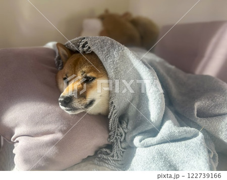 Cute red Shiba inu dog  122739166