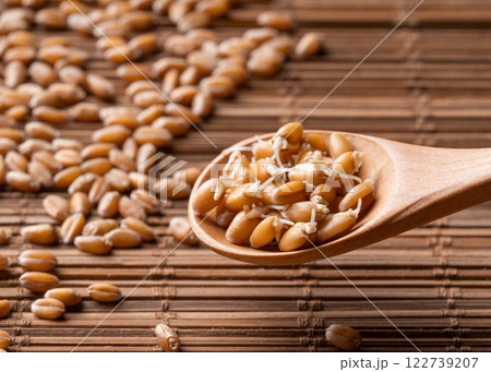 Organic Wheat Sprouts in a Rustic Wooden Spoon: Showcasing Fresh, Natural Food for a Healthy Lifestyle 122739207