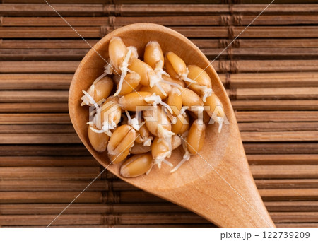 Sprouted Wheat Grains in a Wooden Spoon 122739209