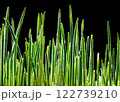 Young Wheat Sprouts on Black Background: A Stunning Close-Up. 122739210