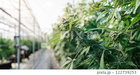 Lush cannabis plant in greenhouse showcasing mature buds and greenery Lush cannabis plant in greenhouse showcasing mature buds and greenery 122739253