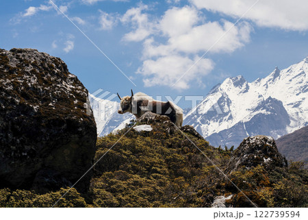 A yak grazes on the green slopes on hill with snow-capped mountains in the background in Nepal. Concept of wildlife, remote landscapes, high-altitude life, Himalayan culture and nature's resilience. A yak grazes on the green slopes on hill with snow-capped mountains in the background in Nepal. Concept of wildlife, remote landscapes, high-altitude life, Himalayan culture and nature's resilience. 122739594