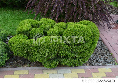 Kharkov, Ukraine, 14 May 2024. A green bush trimmed in a rounded shape, located in a garden. Harmonious Garden Pathway 122739814