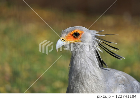 美しいヘビクイワシの横顔のアップ 122741184