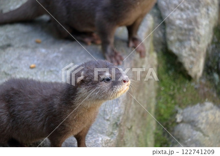 コツメカワウソの赤ちゃん　愛らしい 122741209