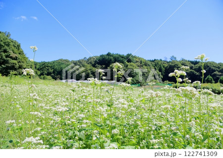 爽やか　ソバ畑 122741309