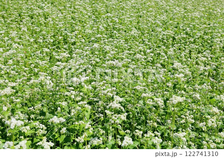爽やか　満開　ソバの花 122741310