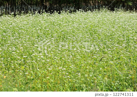 爽やか　満開　ソバの花 122741311