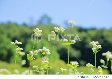 爽やか　満開　ソバの花 122741312