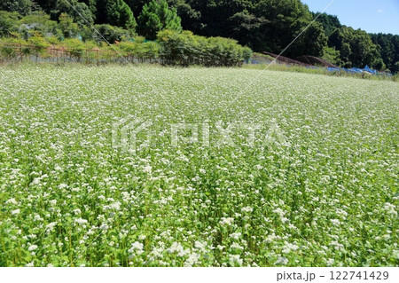 爽やか　ソバ畑 122741429