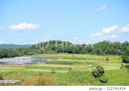 初秋のソバ畑 122741434