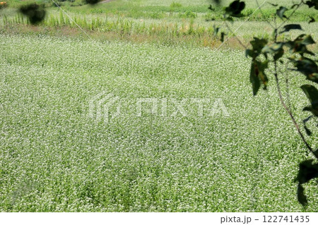 爽やか　ソバの花 122741435