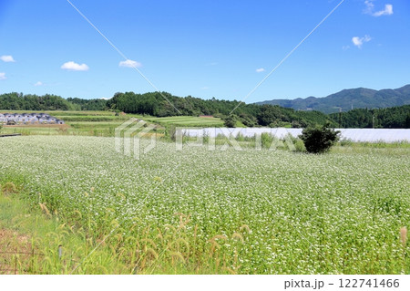 初秋のソバ畑 122741466