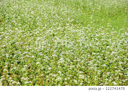 爽やか　満開　ソバの花 122741470