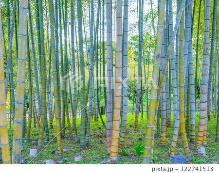 静寂に包まれた竹林の情景 122741513