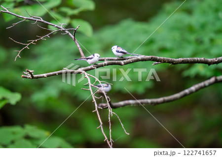 木の枝にとまってあたりの様子を伺っているシマエナガ 122741657