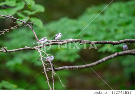 木の枝にとまってあたりの様子を伺っているシマエナガ 122741658