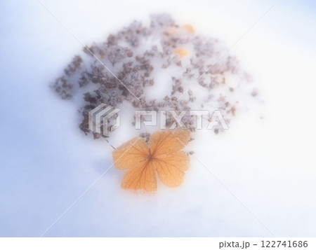 雪に埋もれるドライフラワー(202501111246) 雪に埋もれるドライフラワー(202501111246) 122741686