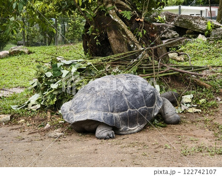 Tortoise resting on the lush green grass of its natural habitat Tortoise resting on the lush green grass of its natural habitat 122742107