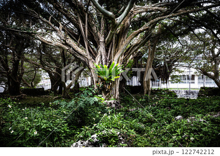 ガジュマルの木に生えるオオタニワタリ 122742212