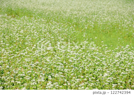 爽やか　満開　ソバの花 122742394