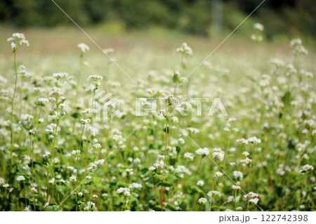 爽やか　満開　ソバの花 122742398