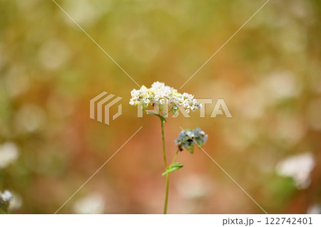 爽やか　満開　ソバの花 122742401