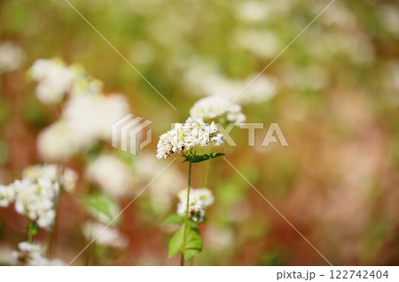 爽やか　満開　ソバの花 122742404