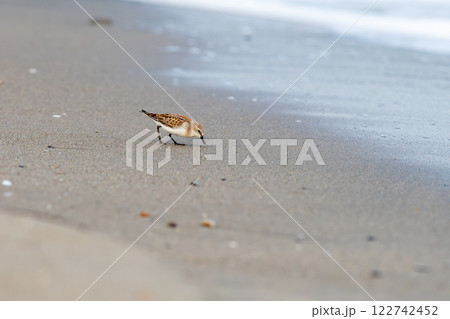 波打ち際で餌を探しているトウネン 波打ち際で餌を探しているトウネン 122742452