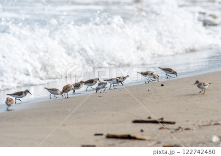 波打ち際で餌を探しているトウネンの群れ 波打ち際で餌を探しているトウネンの群れ 122742480