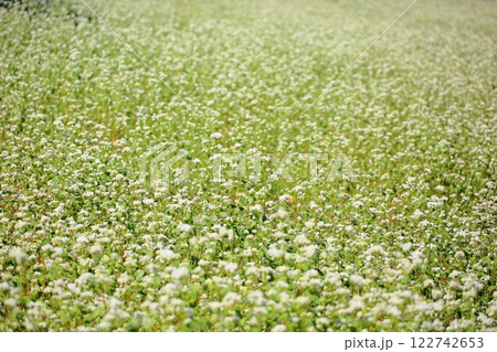 爽やか 満開 ソバの花 爽やか 満開 ソバの花 122742653