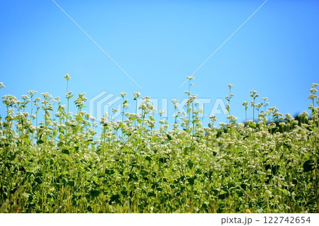 爽やか　満開　ソバの花 122742654